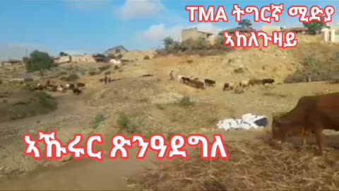 ኣኹሩር ጽንዓደግለ ኣከለጉዛይ ዓዲ ጀጋኑ