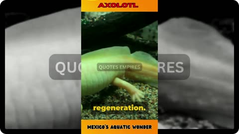 Axolotl : Mexico's Aquatic Wonder #axolotl #axolotls #axolotllove #wildlifewonders