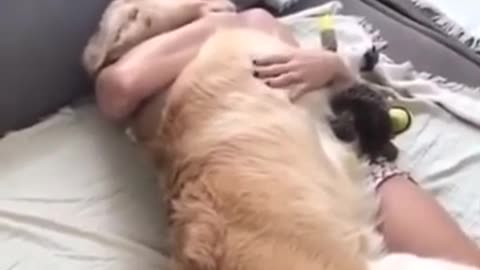 Cute doggo hugs compilation