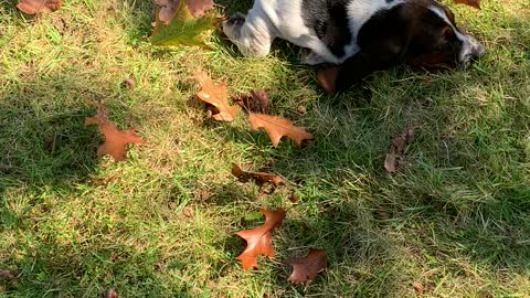 Basset Pup