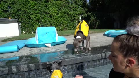 Teaching my dogs, How to swim?