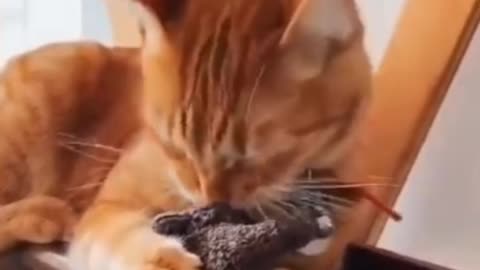 Cat Reaction to Cat Toy - Funny Cat Toy Reaction Compilation