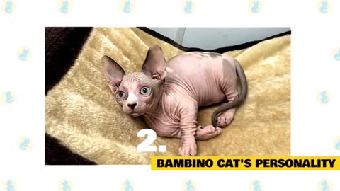 Bambino Cats 101 : Fun Facts & Myths
