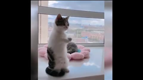Best funny cat videos 😂😂😂