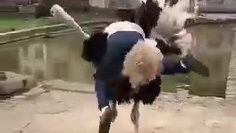 ostrich attack on man video