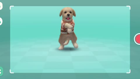 Labrador Dancing