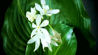 FLOWER: White Flower