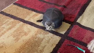 Is This A Turtle Or A Cat