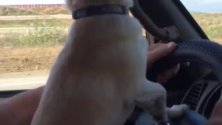 I Chihuahua driver!