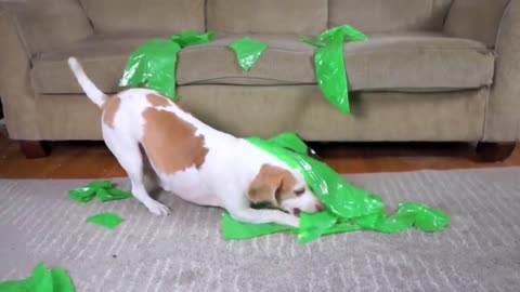 Dog Pranked with Alien: Funny Dog Maymo