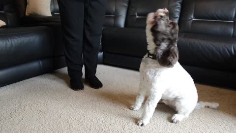 DOG breaks into song every time his owner says 'I love you'