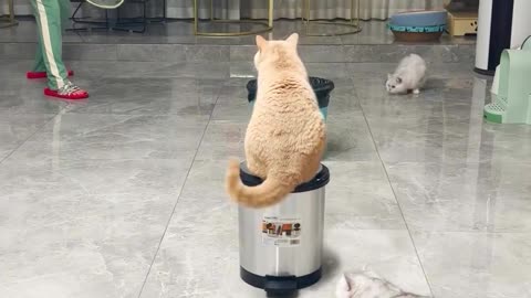 This Cat's Playful Antics Will Leave You in Stitches!