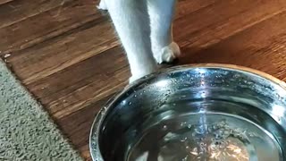 Cat finally gets his own water bowl, but...