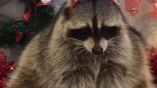 Raccoon Santa Savors a Snack