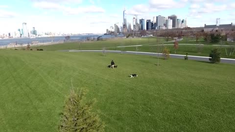 Meet The Working Dogs of Governors Island