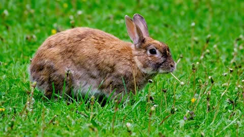 Hare Rabbit Bunny Ears Animal.