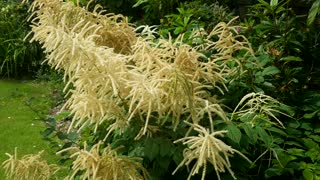 Fluffy flower colour transformation