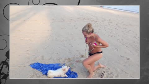 Best Funny Animals Dog stolen her bra