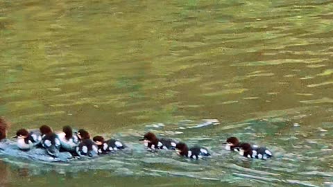 Baby Goosander and their mother / young mergansers / beautiful water birds.