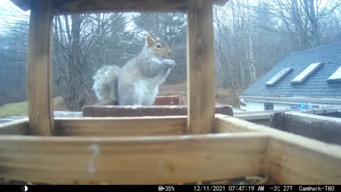 Bird Camera From December 2021