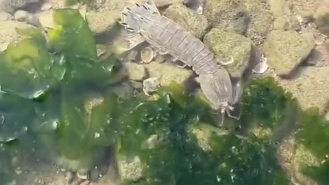 Amazing viral catching sea animal video #short #viral
