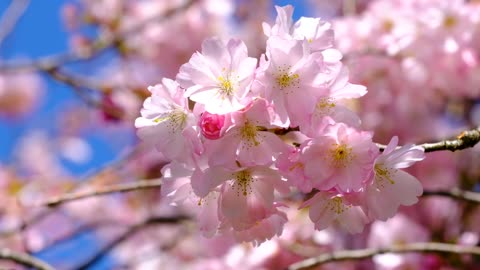 cherry-blossoms-bloom-blossoms