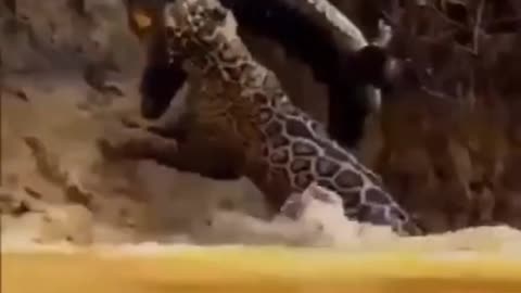 alligator attacks jaguar see what you think