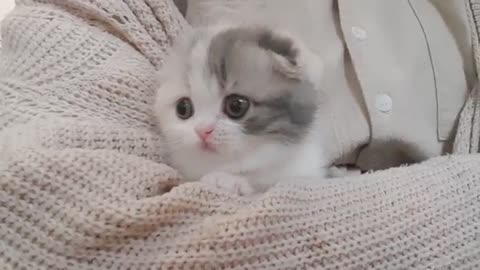 Cute kitten♡