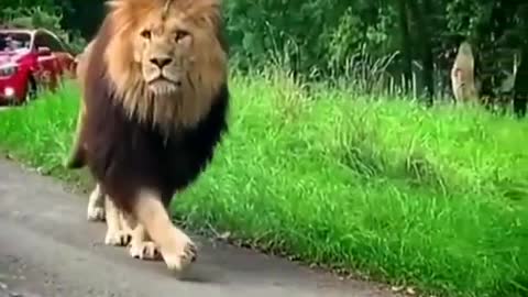 Best Attitude Lion Walking on Street