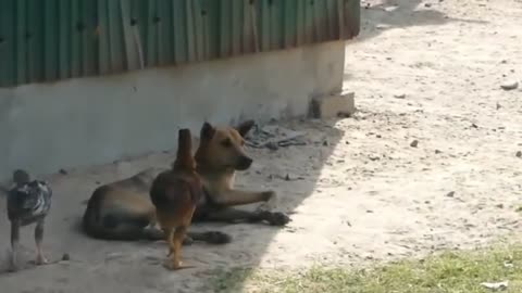 Troll Prank Dog Funny & fake Lion and Fake Tiger Prank To dog & Huge Box Prank to dog