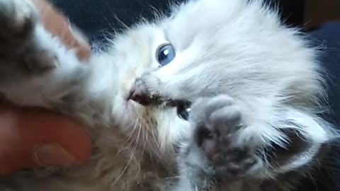 Baby kittan is so cute