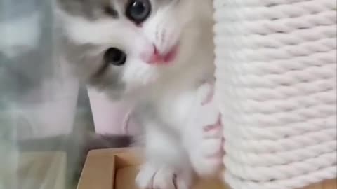 Cute cat playing