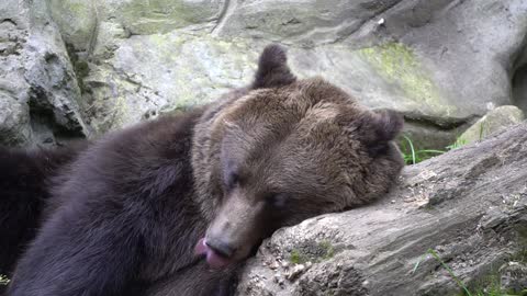 Bear Brown Bear Yawns Tired Fur Mammal Large bear brown