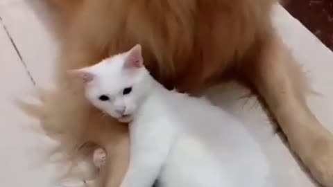 OH! My cute dog and cat are doing their funny activities