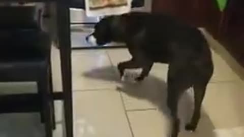 Dog fakes injury, very funny