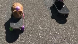 Cerditos de Guinea andan en skate en un parque