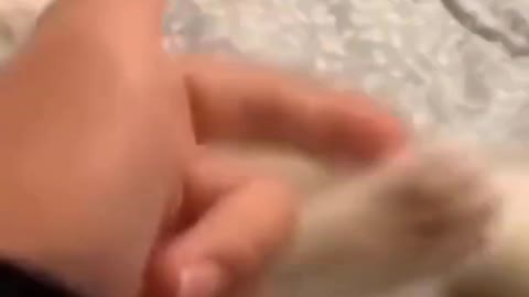 cute kitten getting scared by fingergun