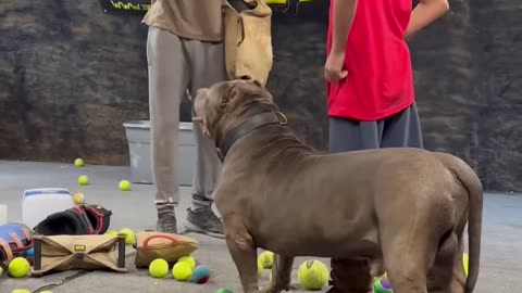 This pit bulls got incredible restraint protect his brother is all he cares_1080p