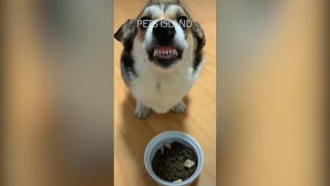 Funny Reaction of Dogs and Cats!