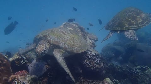 INDONESIA, Tutle Fight at KOMODO ISLAND INDONESIA