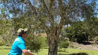 Man Jumps for Golf Club Stuck in Tree