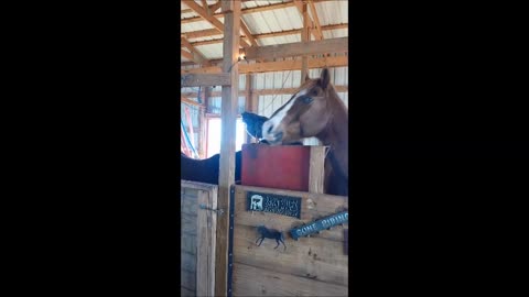 Chicken Loves This Horse So Much She Climbs On Its Head