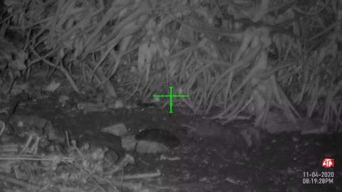 Bushido's HW100 Night Vision Rat Hunting 11/05/20