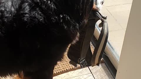 Bernese Mountain Dog is ready for his walk