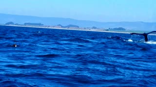 Humpback Whales Moss landing