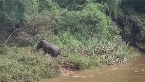 INDIAN ELEPHANT BATH