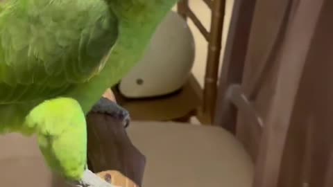 The parrot cries because it's sleepy, talking to his parents