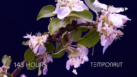 Apple Flower Time-lapse