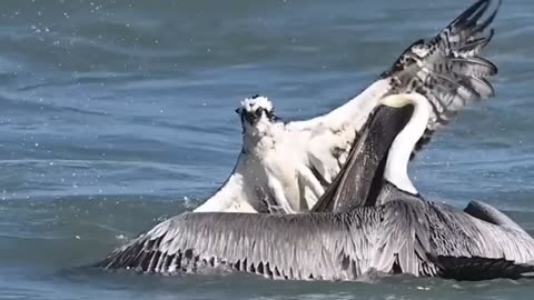 pelican taking a swing and high seas