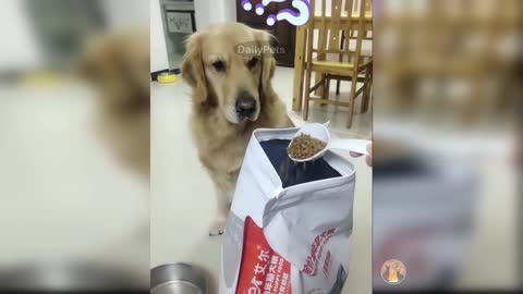 Dog Reaction On His Diet